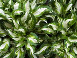 Funkia 'Mediovariegata' - sadzonki C0,7 | Byliny Farm