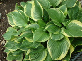 Funkia 'Aureomarginata' - sadzonki C0,7 | Byliny Farm