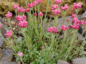 Ukwap dwupienny 'Rubra' - sadzonki P9 | Byliny Farm