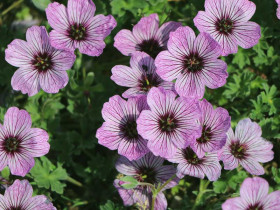 Bodziszek popielaty 'Ballerina' - sadzonki P9 | Byliny Farm