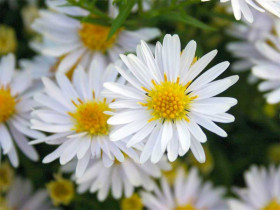 Aster krzaczasty 'Apollo' - sadzonki P9 | Byliny Farm