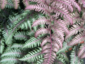 Wietlica japońska 'Burgundy Lace' - sadzonki P9 | Byliny Farm