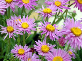 Aster alpejski 'Happy End' - sadzonki P9 | Byliny Farm