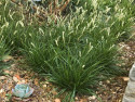 sesleria jesienna