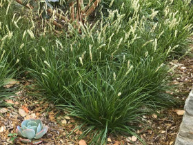 Sesleria jesienna - sadzonki | Byliny Farm