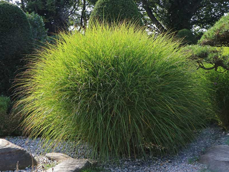 Miskant chiński 'Gracillimus' - sadzonki | Byliny Farm