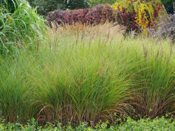 Miskant chiński 'Gracillimus' - sadzonki | Byliny Farm