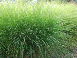 Miskant chiński 'Gracillimus' - sadzonki | Byliny Farm