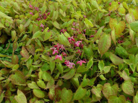 Epimedium czerwone - sadzonki C0,7 | Byliny Farm