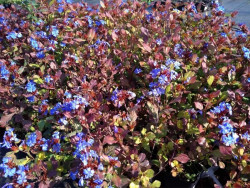 zawciągowiec - ceratostigma plumbaginoides autumn blue