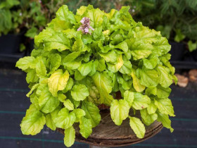 Dąbrówka 'Gold Chang' - sadzonki P9 | Byliny Farm