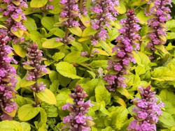 Dąbrówka 'Gold Chang' - sadzonki P9 | Byliny Farm