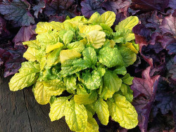 Dąbrówka 'Gold Chang' - sadzonki P9 | Byliny Farm