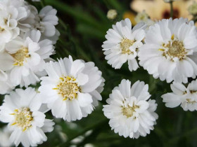 Krwawnik kichawiec 'The Pearl' - sadzonki | Byliny Farm