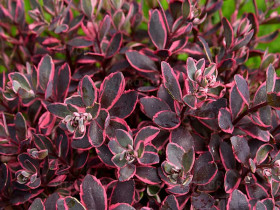 Rozchodnik 'Sunsparkler Dream Dazzler' - sadzonki | Byliny Farm