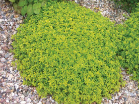 Macierzanka cytrynowa 'Aureus' - sadzonki P9 | Byliny Farm