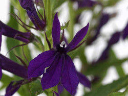 Lobelia okazała 'Starship Blue' - sadzonki P9 | Byliny Farm
