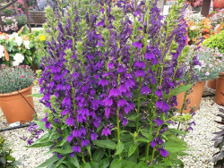 Lobelia okazała 'Starship Blue' - sadzonki P9 | Byliny Farm