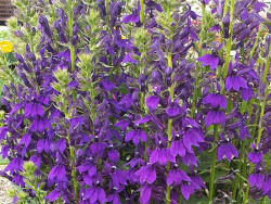 Lobelia okazała 'Starship Blue' - sadzonki P9 | Byliny Farm