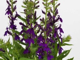 Lobelia okazała 'Starship Blue' - sadzonki P9 | Byliny Farm