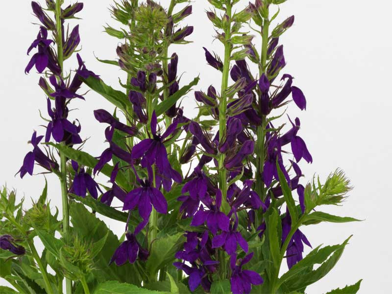 Lobelia okazała 'Starship Blue' - sadzonki P9 | Byliny Farm