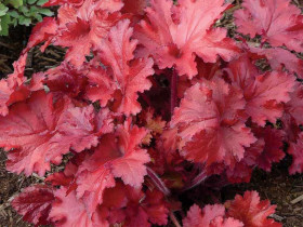 Żurawka 'Forever Red' - sadzonki C0,7 | Byliny Farm