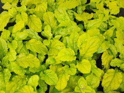 Dąbrówka 'Gold Chang' - sadzonki P9 | Byliny Farm