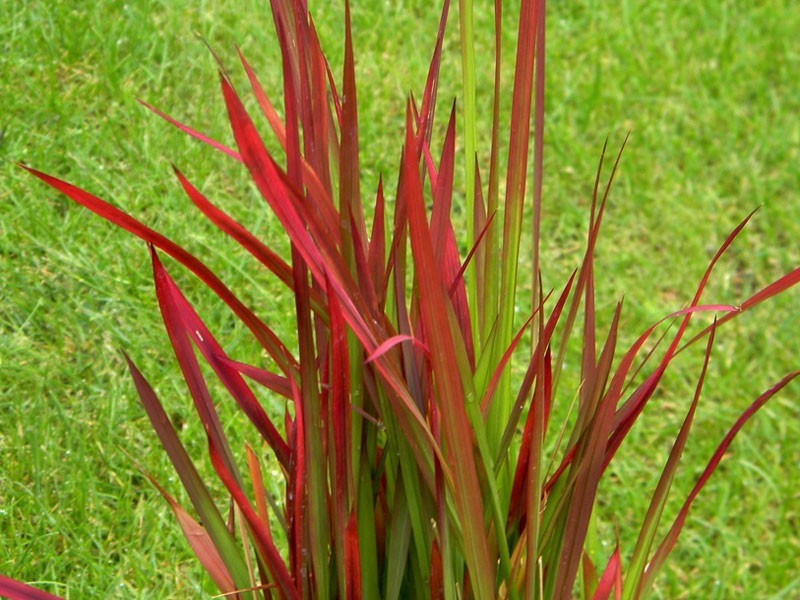 Imperata cylindryczna 'Red Baron' - sadzonki P9 | Byliny Farm