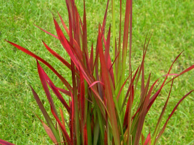 Imperata cylindryczna 'Red Baron' - sadzonki P9 | Byliny Farm