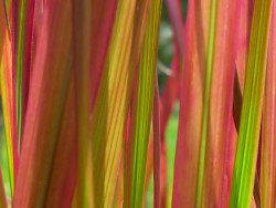 Imperata cylindryczna 'Red Baron' - sadzonki P9 | Byliny Farm