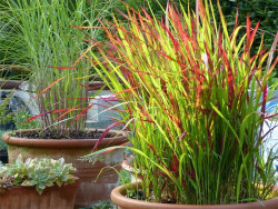 Imperata cylindryczna 'Red Baron' - sadzonki P9 | Byliny Farm