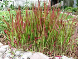 Imperata cylindryczna 'Red Baron' - sadzonki P9 | Byliny Farm