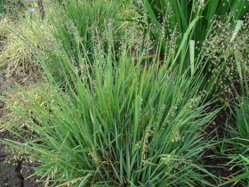 Drżączka średnia 'Limouzi' - sadzonki P9 | Byliny Farm