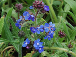 farbownik lazurowy - Anchusa azurea "Dropmore"