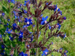 farbownik lazurowy - Anchusa azurea "Dropmore"