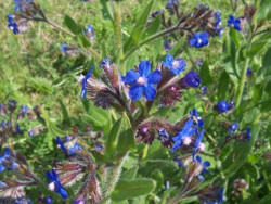 farbownik lazurowy - Anchusa azurea "Dropmore"