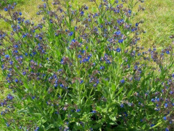 farbownik lazurowy - Anchusa azurea "Dropmore"