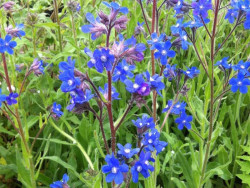 farbownik lazurowy - Anchusa azurea "Dropmore"