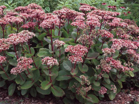 Rozchodnik 'Matrona' - sadzonki | Byliny Farm