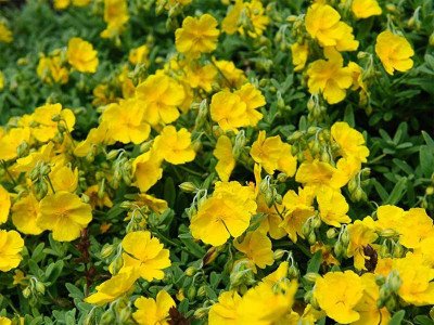 Posłonek 'Golden Queen' - sadzonki P9 | Byliny Farm