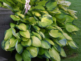 Funkia 'Gold Standard' - sadzonki C0,7 | Byliny Farm
