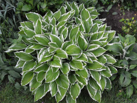 Funkia 'Albomarginata' - sadzonki C0,7 | Byliny Farm