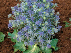 mikołajek Blue Hobbit - eryngium planum Blue Hobbit