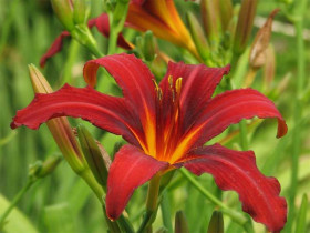 Liliowiec 'Crimson Pirate' - sadzonki 1L | Byliny Farm
