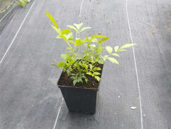 Tawułka japońska 'Peach Blossom' - sadzonki P11 | Byliny Farm