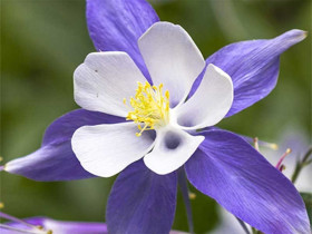 Orlik 'Blue Star' - sadzonki P9 | Byliny Farm