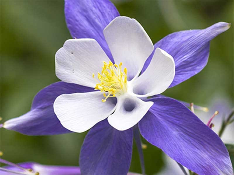 Orlik 'Blue Star' - niebiesko-biały kwiat z bliska