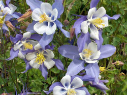 Orlik 'Blue Star' - kilka kwiatów od przodu na tle liści