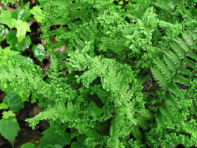 Narecznica 'Crispa Cristata' - sadzonki P9 | Byliny Farm