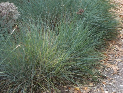 Kostrzewa sina 'Blue Select' - sadzonki P9 | Byliny Farm